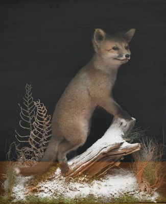 Lot 226 - Fox Cub, full mount, rearing up on a log dusted with faux snow amongst grasses, in a single...