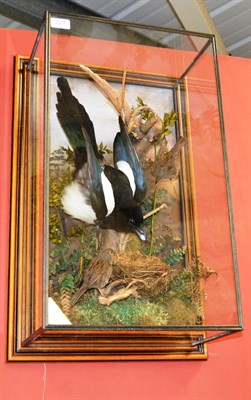 Lot 227 - Magpie and Two Hedge Sparrows, full mounts, naturalistically modelled amongst branches and a...