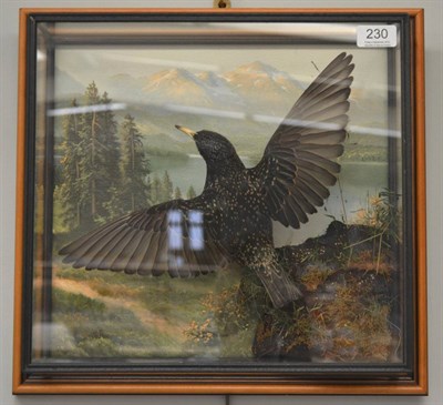 Lot 230 - Starling, full mount, in flight pose with printed Alpine background, in a five-glass picture...