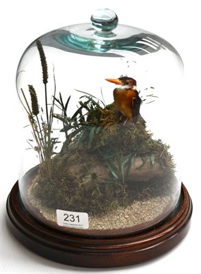 Lot 231 - Pygmy Kingfisher, full mount, naturalistically posed amongst grasses, beneath a glass dome with...