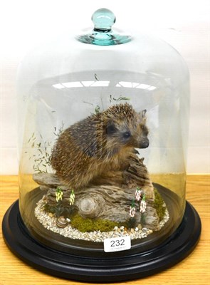 Lot 232 - Hedgehog, full mount, on a driftwood log, beneath a glass dome with ebonised base, 35cm high