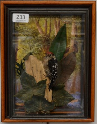 Lot 233 - Lesser Spotted Woodpecker, full mount, on cut branch with woodland printed background, in a...