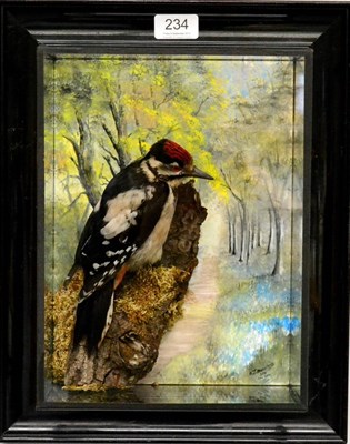 Lot 234 - Great Spotted Woodpecker, by Tony Armistead, full mount, clinging to a rotting branch stump, signed