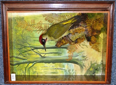 Lot 235 - Green Woodpecker, by Tony Armistead, full mount, upon a rotting branch stump, with painted woodland