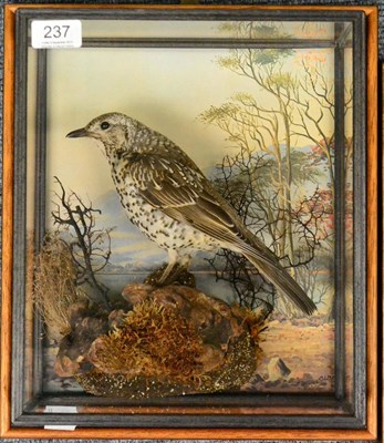 Lot 237 - Mistle Thrush, full mount, perched on mossy wood outcrop with printed lakeland background, in a...