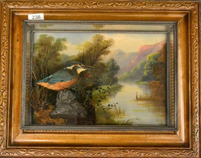 Lot 238 - Kingfisher, full mount, perched on stump against a printed lakeland background, in a five-glass...