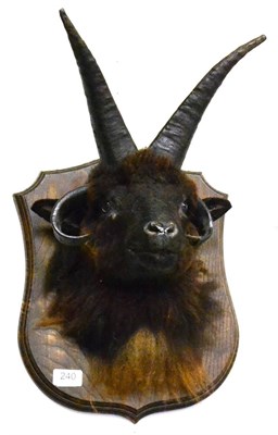 Lot 240 - Four-Horn Black Sheep, head mount, on wood shield, 42cm high overall (approx)