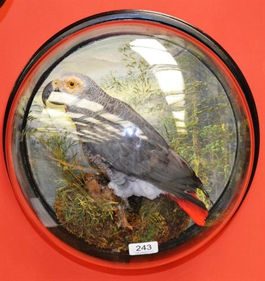 Lot 243 - African Grey Parrot, full mount, perched amongst faux grasses and moss, against a painted...