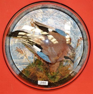 Lot 244 - Jay, perched by a stump amongst grasses, with printed woodland background, in glass wall dome...