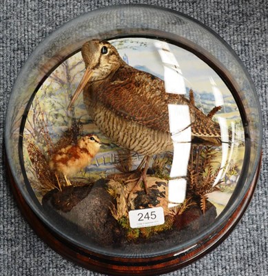 Lot 245 - Woodcock, full mount with chick, on faux rocks with extensive printed landscape background, beneath