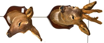 Lot 250 - Roe Deer (Capreolus capreolus), head mount, the antlers in velvet, on wood shield; and A...