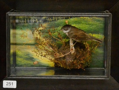 Lot 251 - White Throat, full mount, perched on twig against a painted background, in a five-glass picture...