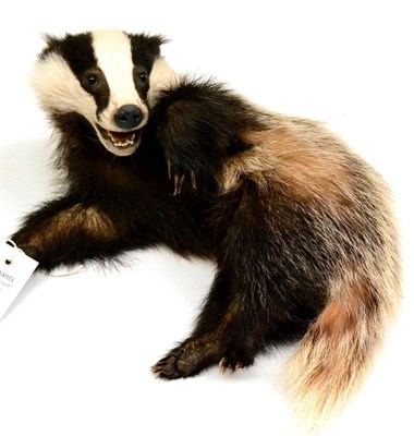 Lot 252 - Badger, full mount, juvenile, 33cm long overall