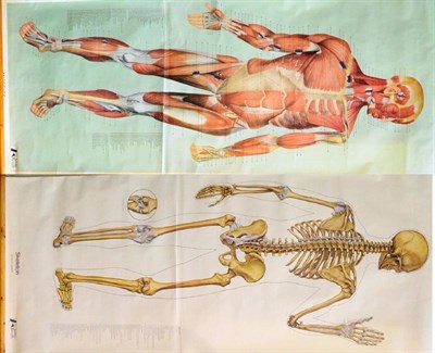 Lot 110 - A Life Size Wall Chart of a Human Skeleton by Adam Rouilly, London, 197cm by 80cm, together...