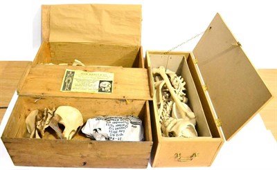 Lot 117 - A Part Human Skeleton, with skull, in a wooden box, together with two boxes of human bones (3)