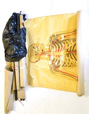 Lot 192 - Eight St. Johns Ambulance Anatomical and Medical Wall Charts, all cloth backed and rolled, with...