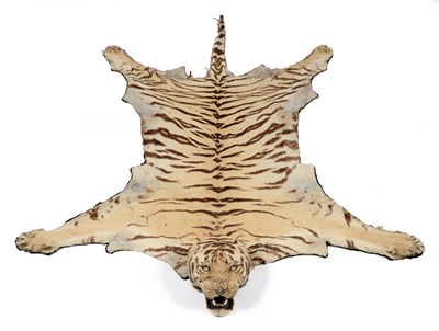 Lot 317 - Bengal Tiger (Panthera tigris tigris), by Van Ingen & Van Ingen, Mysore, no.25243, skin rug...