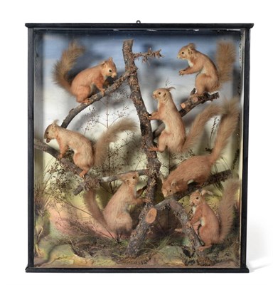 Lot 320 - A Group of Seven Taxidermy Red Squirrels, circa 1900-10, posed on mossy branches backed by...