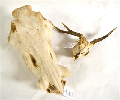 Lot 324 - Warthog (Phacochoerus africanus), skull, lacking tusks, 42cm long; and Roe Deer, abnormal...