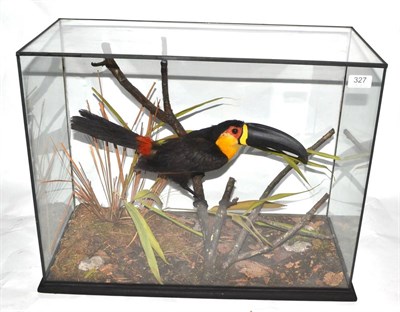 Lot 327 - Channel-Billed Toucan (Ramphastos vitellinus ariel), circa 1930, full mount, perched on a cut...