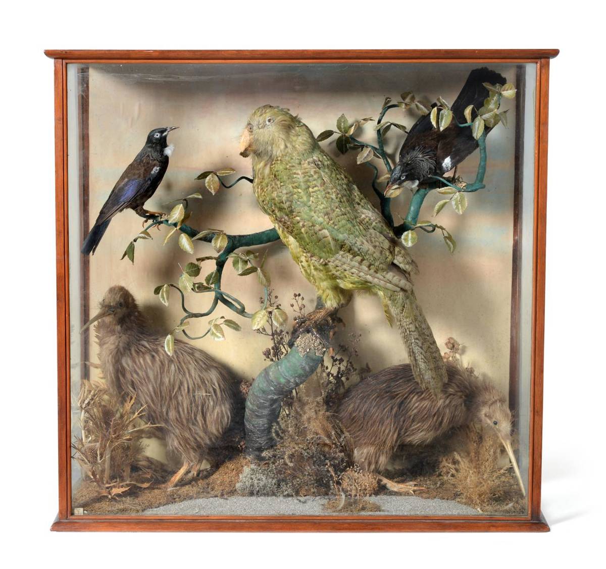 Lot 328 - An Extremely Important Taxidermy Case of Rare New Zealand Birds, circa 1862-1909, comprising Kakapo