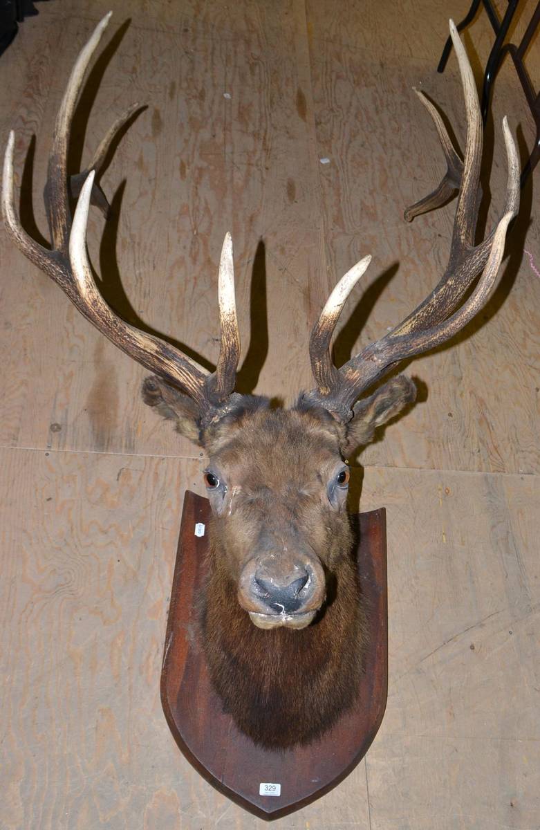 Lot 329 - Wapiti (Cervus canadensis), early 20th century, head mount, 67cm from the wall (a/f)