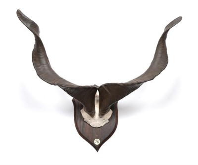 Lot 332 - Astor Markhor (Capra falconeri falconeri), circa 1930-40, horns on upper skull, right horn...