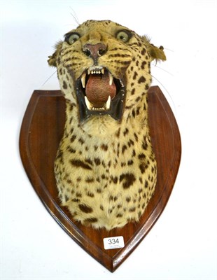 Lot 334 - Leopard (Panthera pardus), by Van Ingen & Van Ingen, circa 1930, head mount, turning slightly...