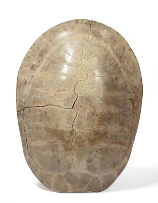 Lot 336 - Tartaruga (Podocnemis expansa), 19th century, carapace, 76.5cm long, 53.5cm wide (maximum)