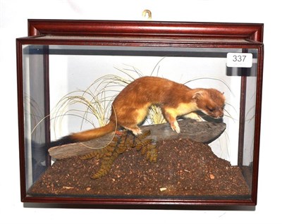 Lot 337 - Stoat (Mustela erminea), modern, full mount, standing on a short section of branch on a leaf litter