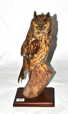 Lot 338 - Long-Eared Owl (Asio otus), by Brian Lancaster, circa 1972, perched on an upturned cut branch...