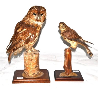 Lot 339 - Tawny Owl (Strix aluco), by Brian Lancaster, modern, full mount, perched on a sawn silver birch...