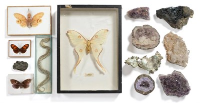 Lot 340 - A Denton's Patent Butterfly Tablet, Helicornis Venoclea (Peru), no.1759, label verso, mounted...