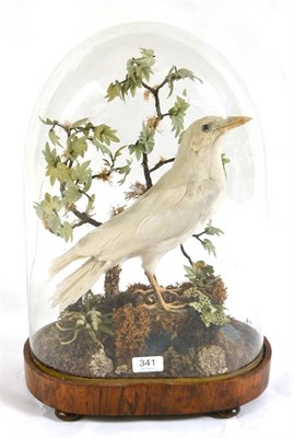 Lot 341 - Albino Crow (Corvus corax), full mount, standing by a faux miniature tree with textile leaves, on a