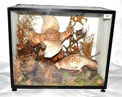 Lot 342 - Partridge (Perdix perdix), circa 1900, two full mounts, one in flight, one walking, as a stoat...