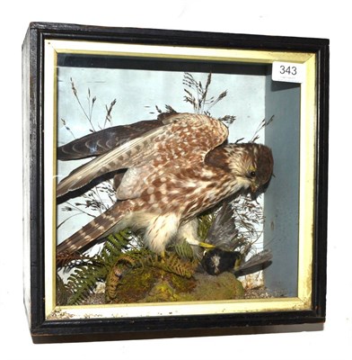 Lot 343 - Sparrowhawk (Accipiter nisus), attributed to E Allen, Stonegate, York, circa 1900, full mount...