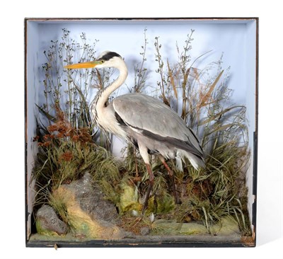 Lot 344 - Grey Heron (Ardea cinerea), by Henry Ward (late Williams), 2 Vere Street, Oxford Street,...