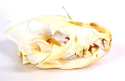 Lot 348 - Brown Hyena (Hyaena brunnea), upper and lower skull, 27cm long