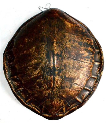 Lot 350 - Green Turtle (Chelonia mydas), probably 18th/19th century, carapace, 60.5cm long, the underside...