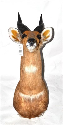 Lot 351 - Bushbuck (Tragelaphus sylvaticus), by Matabeleland Taxidermist, Bulawayo, Zimbabwe, shoulder mount