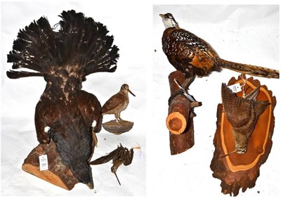 Lot 354 - European Capercaillie (Tetrao urogallus), full mount, naturalistically perched on a cut branch...