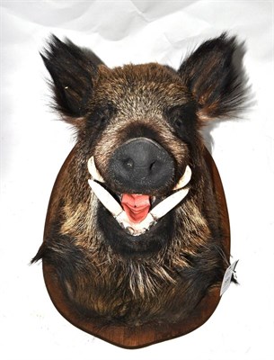 Lot 360 - Wild Boar (Sus scrofa), modern, shoulder mount, 59cm from the wall, on wood shield