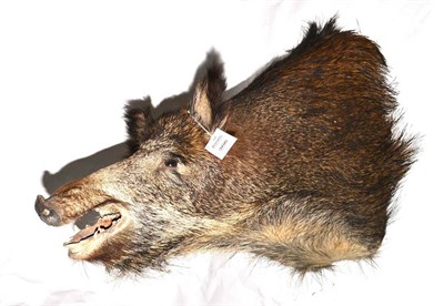 Lot 366 - Wild Boar (Sus scrofa), 20th century, shoulder mount, 68cm from the wall