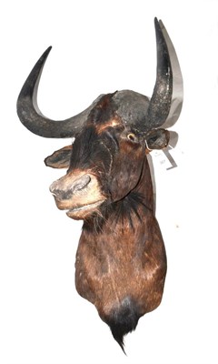 Lot 367 - White-Tailed Gnu (Connochaetes gnou), late 20th century, shoulder mount, 74cm from the wall