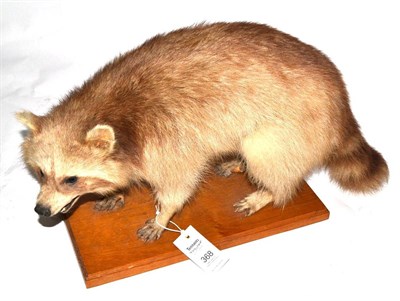 Lot 368 - Raccoon (Procyon lotor), mid 20th century, in defensive snarling standing pose, on a golden oak...