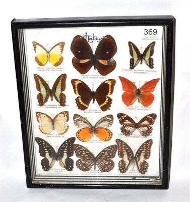 Lot 369 - A Group of Twelve Malay Sourced Butterflies, including Chocolate Albatross, Blue Spotted Crow, Blue