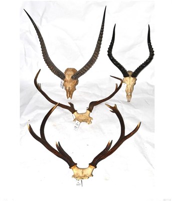 Lot 370 - Red Deer, two sets of antlers on cut frontlets; Waterbuck, horns on upper skull; Impala, horns...