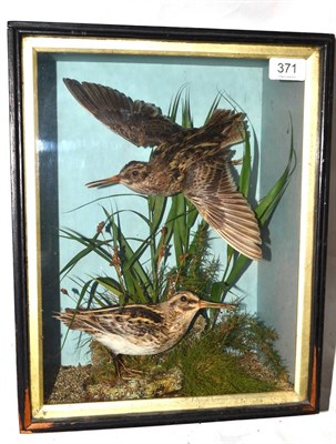 Lot 371 - Snipe (Gallinago gallinago), by E Allen & Co, Stonegate, York, pair of full mounts, one in...