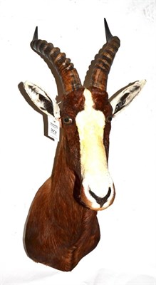 Lot 372 - Blesbok (Damaliscus pygargus phillipsi), Limpopo 2006, shoulder mount, 48cm from the wall  The...