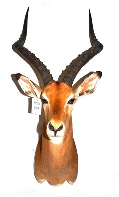 Lot 373 - Impala (Aepyceros melampus), Limpopo 2006, shoulder mount, 53.5cm from the wall  The...